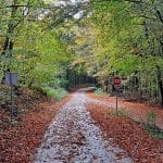Jesen v gozdu, Foto: arhiv Vse za moj dan
