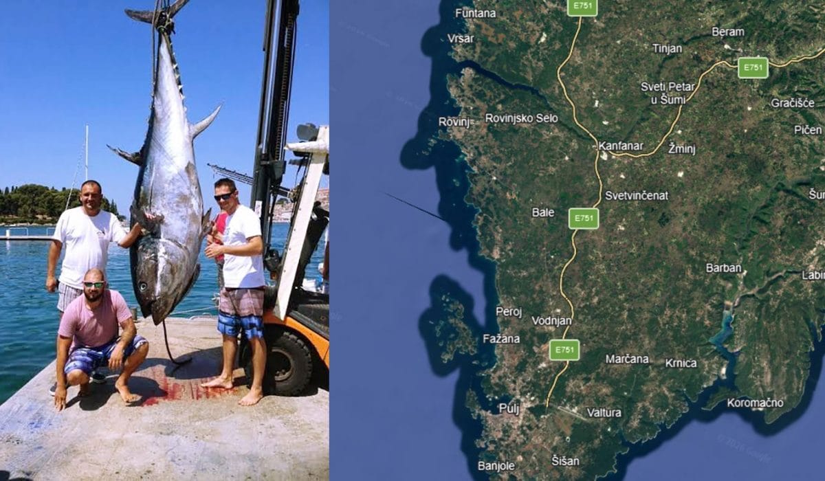 Največja ulovljena tuna doslej na Jadranu, Grafika: Vse za moj dan
