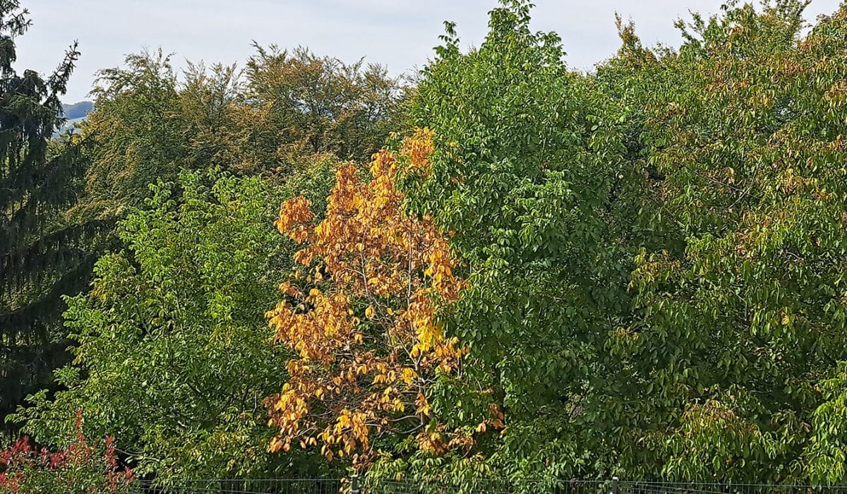 Oreh rumeni, Foto: Vse za moj dan