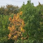 Oreh rumeni, Foto: Vse za moj dan