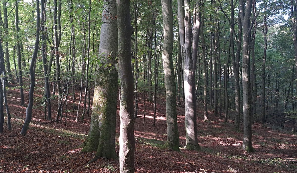 V gozdu, Foto: Vse za moj dan