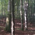 V gozdu, Foto: Vse za moj dan