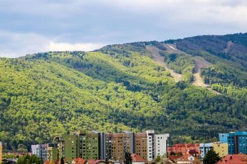 Kje na Pohorju rastejo kostanji? Nekatera drevesa lahko opazite že ob cesti proti Arehu