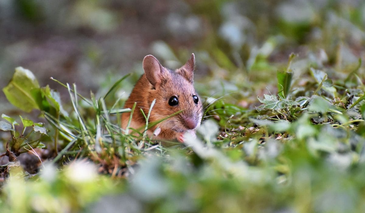 Poljska miš, Foto: arhiv Vse za moj dan