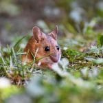 Poljska miš, Foto: arhiv Vse za moj dan