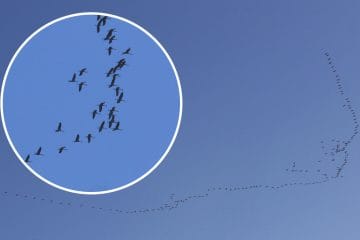 Kje v Sloveniji počivajo ptice žerjavi in koliko kilometrov lahko preletijo?