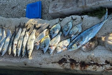 Delfinka, lampuga ali mahi-mahi: kako je ta tropska riba prišla v Jadran?