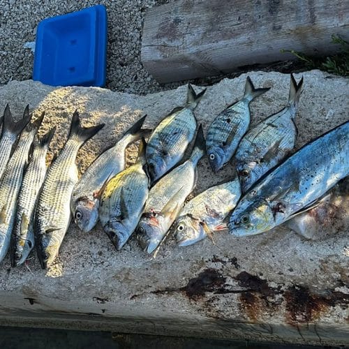 Delfinka, lampuga ali mahi-mahi: kako je ta tropska riba prišla v Jadran?