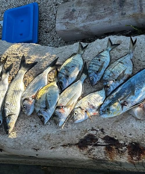 Delfinka, lampuga ali mahi-mahi: kako je ta tropska riba prišla v Jadran?