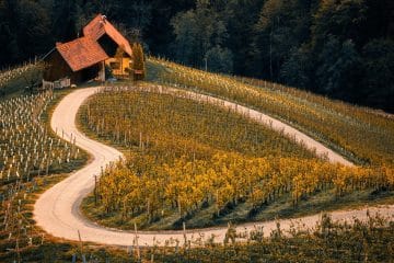 Evropa izbrala najboljšo vinsko regijo za leto 2027 – najdete jo v Sloveniji