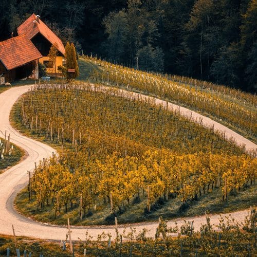 Evropa izbrala najboljšo vinsko regijo za leto 2027 – najdete jo v Sloveniji