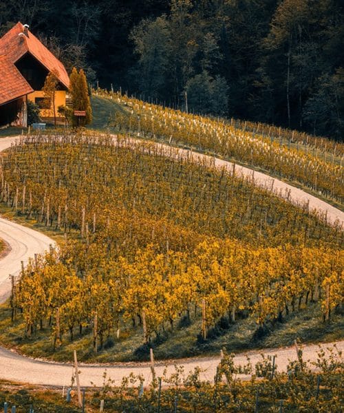 Evropa izbrala najboljšo vinsko regijo za leto 2027 – najdete jo v Sloveniji