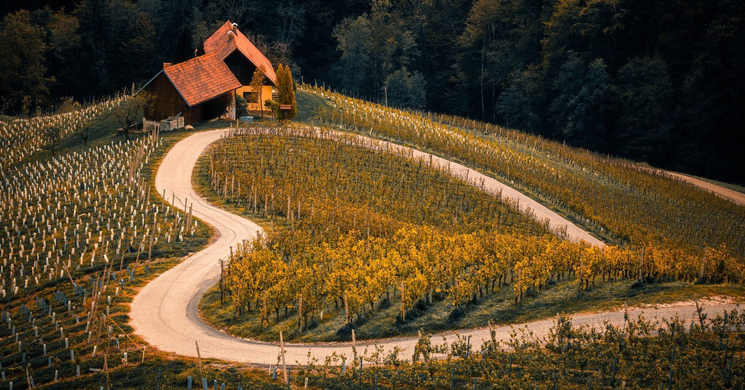 Evropa izbrala najboljšo vinsko regijo za leto 2027 – najdete jo v Sloveniji