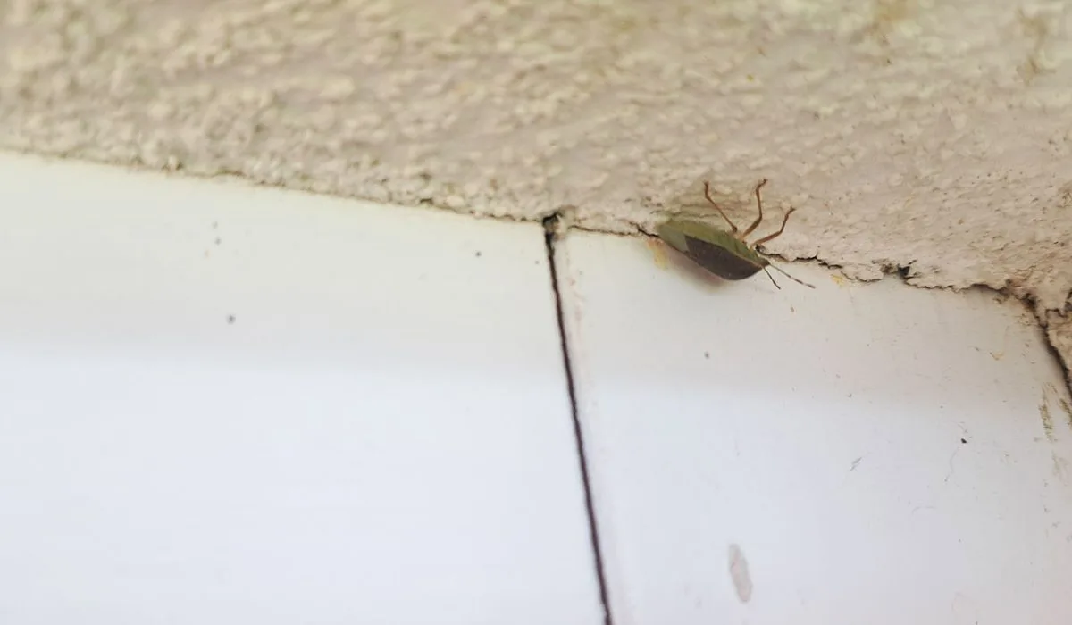Smrdljivci na fasadi, Foto: arhiv Vse za moj dan