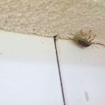 Smrdljivci na fasadi, Foto: arhiv Vse za moj dan
