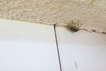 Okoli 23. oktobra se na fasadah začnejo zbirati smrdljivke, a zakaj prav zdaj?