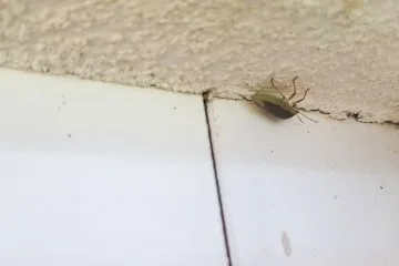 Okoli 23. oktobra se na fasadah začnejo zbirati smrdljivke, a zakaj prav zdaj?