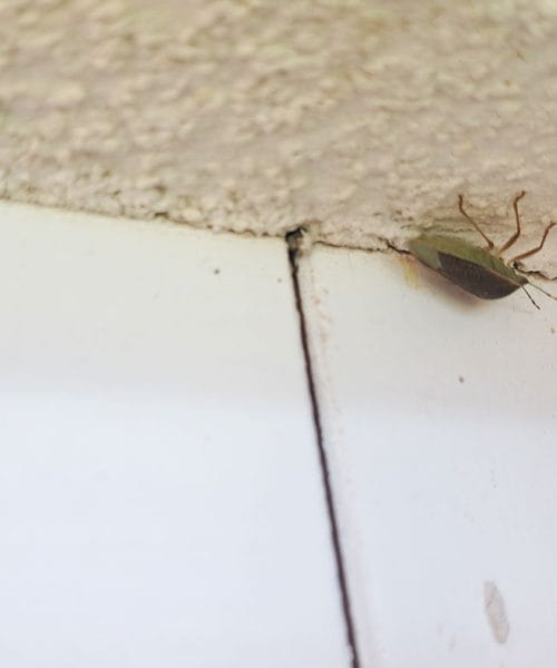 Okoli 23. oktobra se na fasadah začnejo zbirati smrdljivke, a zakaj prav zdaj?