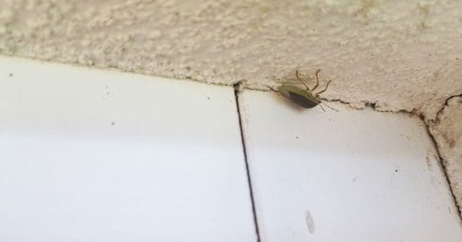 Okoli 23. oktobra se na fasadah začnejo zbirati smrdljivke, a zakaj prav zdaj?