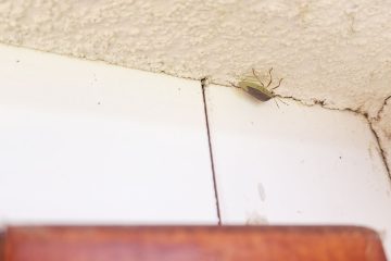 Smrdljivci množično silijo v stanovanja in hiše, kako se jih najhitreje znebiti?