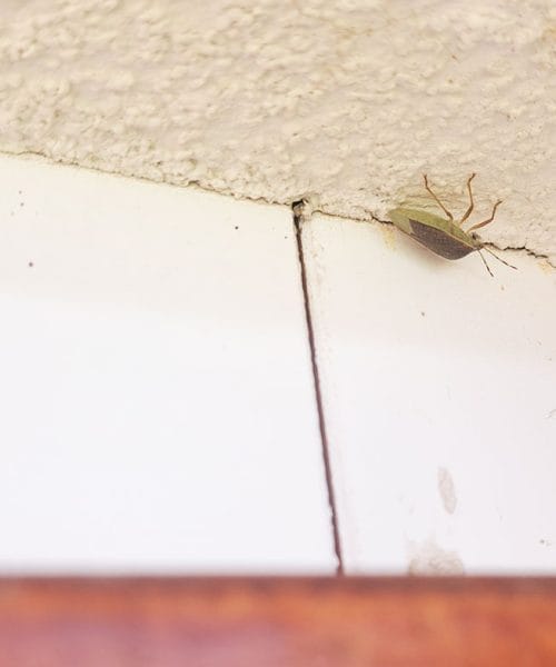 Smrdljivci množično silijo v stanovanja in hiše, kako se jih najhitreje znebiti?