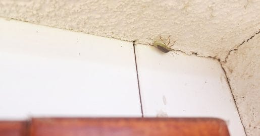 Smrdljivci množično silijo v stanovanja in hiše, kako se jih najhitreje znebiti?