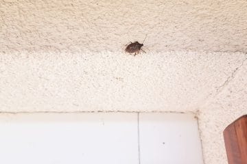 Smrdljivci množično oblegajo hiše, ljudje priporočajo nov insekticid