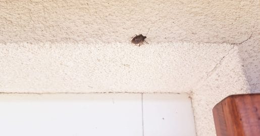 Smrdljivci množično oblegajo hiše, ljudje priporočajo nov insekticid