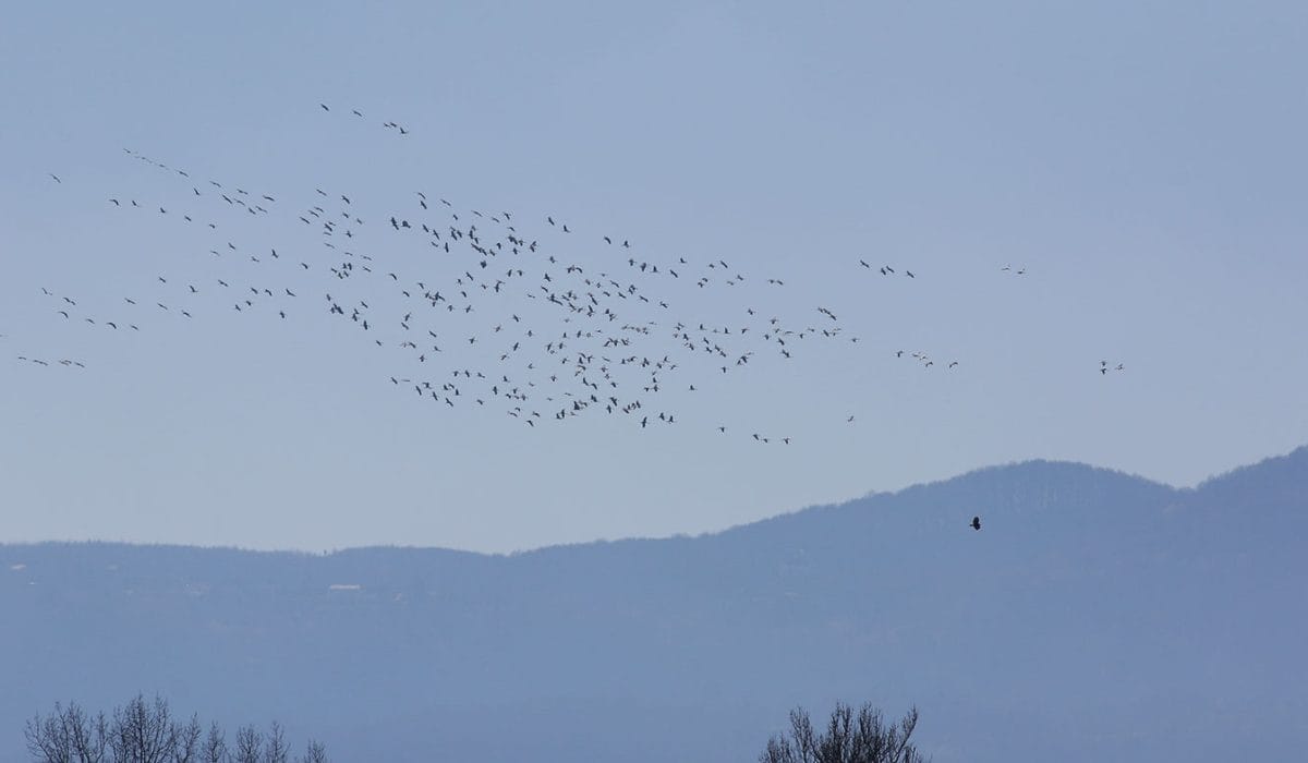 Ptice žerjavi, Foto: arhiv Vse za moj dan
