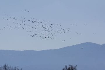 V teh dneh boste na nebu zaslišali znane glasove, začenja se selitev žerjavov