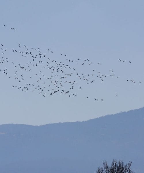 V teh dneh boste na nebu zaslišali znane glasove, začenja se selitev žerjavov