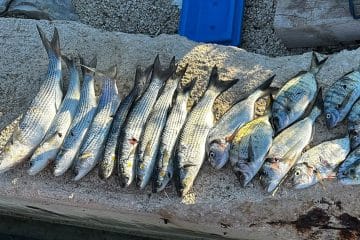 V slovenskem morju se pripravlja tradicionalni zimski ribolov cipljev, prijave so že odprte