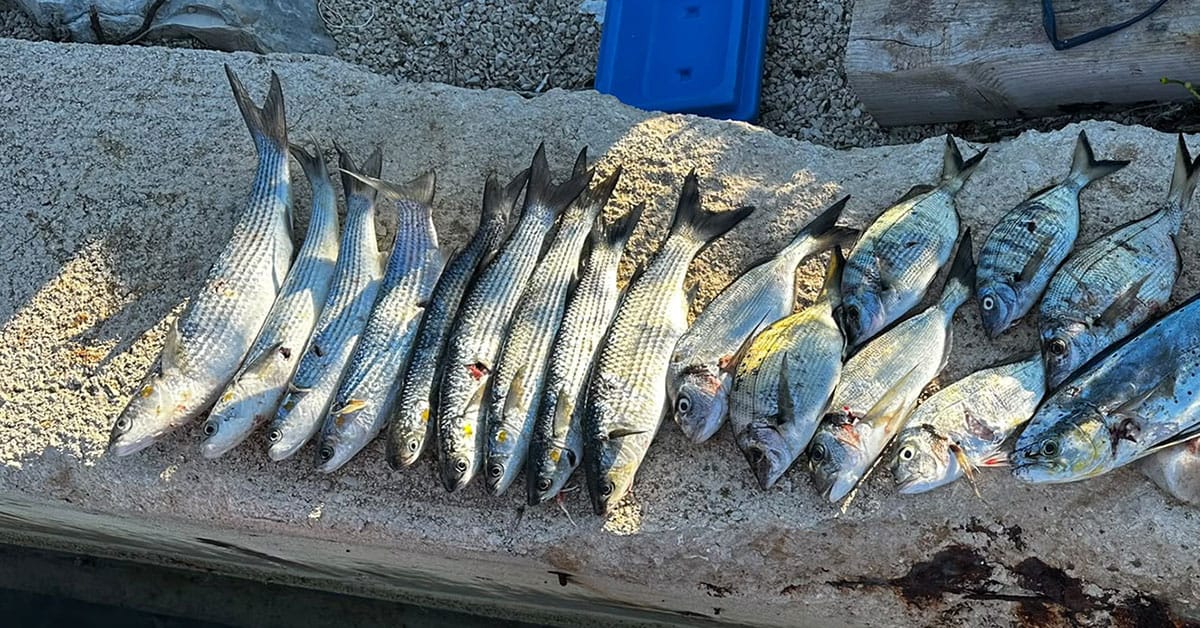 Ribolov cipljev, Foto: arhiv Vse za moj dan